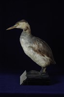 冠鷿鷈藏品圖，第1張